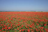 red poppy flower field