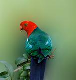 Australian wildlife bird king parrot Alisterus scapularis 