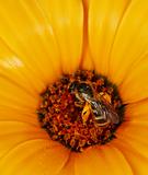 Wild bees feeding on an orange flower