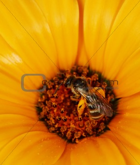 Wild bees feeding on an orange flower