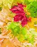Maple leaves in beautiful autumn colours