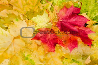 Maple leaves in beautiful autumn colours