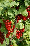 Bush with berries of a red currant