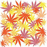 Seamless with colored marijuana leaves