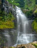 waterfall through dense forest