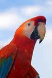 close-up of a red macaw