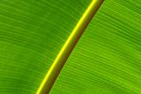close-up of a banana leaf