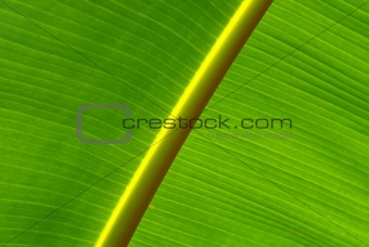 close-up of a banana leaf
