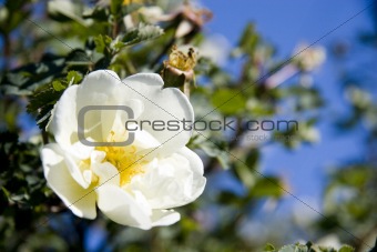 flower of dogrose