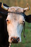 Cow with horns