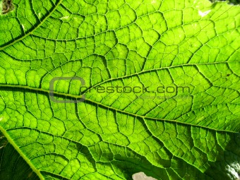 Underside Of A Green Leaf 4
