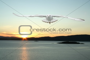 flying seagull and norwegian fjords