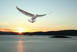 flying seagull and norwegian fjords