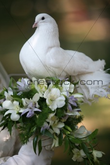 Wedding pigeon