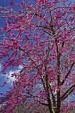 Violet flower tree (cercis siliquastrum)