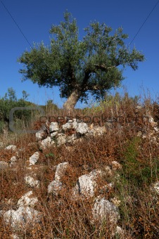 Olive tree on a small hill