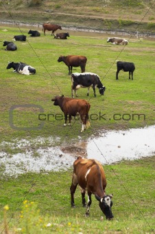 cows herd