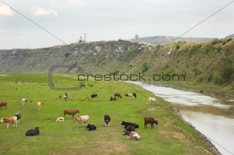 cows herd 