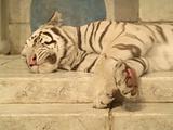 sleeping White tiger