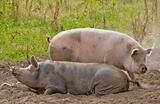 Two pigs laying in a dust and dirty