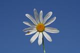 White camomile on a background of the blue sky in the afternoon