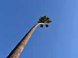 Lone Palm against blue Sky