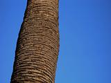 Palm tree trunk against clear blue sky