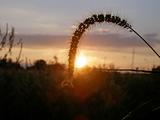 Grass stalk against setting sun