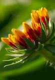 Flower (gaillardia aristata) washed in sunlight