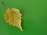 leaf on green