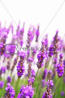 Lavender background
