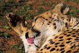 Cheetah grooming