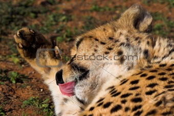 Cheetah grooming