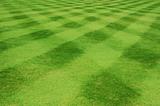 Grass lines