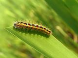 Orange caterpillar eating on blade of grass