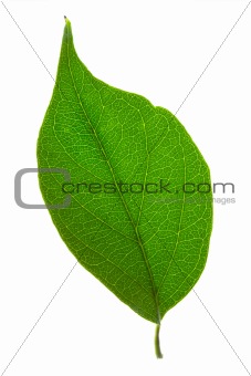 isolated green leaf 