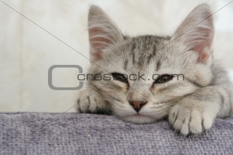 The small grey kitten sleeps on a sofa