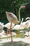White flamingo standing