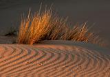 Grass and dune