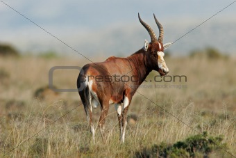 Blesbok antelope 