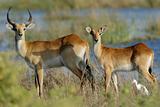 Red lechwe antelopes