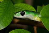 Eastern green snake