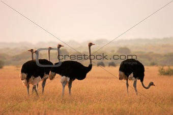 Ostriches 