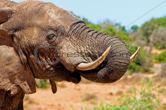 Elephant Drinking