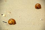 Beach and snails