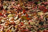 autum leaves