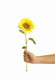 Hands holding a sunflower