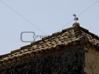 Sea gull on the roof 