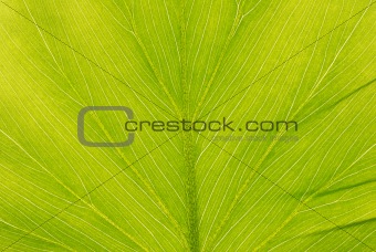 Leaf background