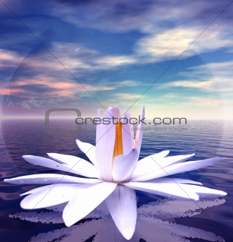 White lotus on water